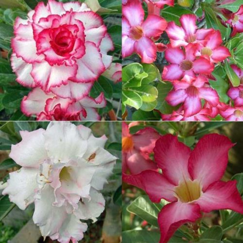 Adenium obesum - (Sivatagi rózsa)