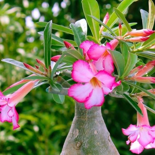 Adenium obesum - (Sivatagi rózsa)