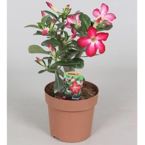 Adenium obesum - (Sivatagi rózsa)