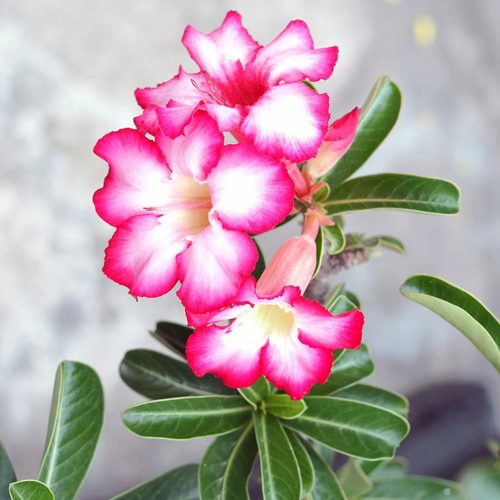 Adenium obesum - (Sivatagi rózsa)