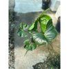 Alocasia macrorrhiza 