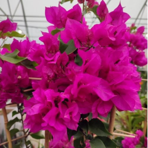 Bougainvillea - Murvafürt