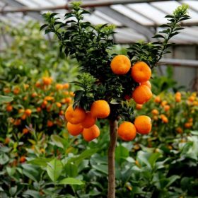   Citrus myrtifolia Chinotto- Mirtuszlevelű törpenarancs (törzses)