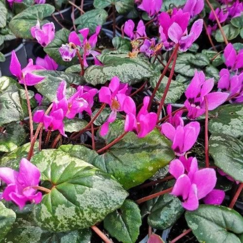 CYCLAMEN CILICIUM - TÉLÁLLÓ CIKLÁMEN