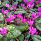 CYCLAMEN CILICIUM - TÉLÁLLÓ CIKLÁMEN
