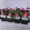CYCLAMEN CILICIUM - TÉLÁLLÓ CIKLÁMEN