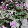 CYCLAMEN CILICIUM - TÉLÁLLÓ CIKLÁMEN