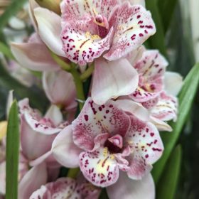   Cymbidium 'Magic Vogel' - Csonakorchidea  (nagyvirágú 2-3 ágas)