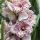 Cymbidium 'Magic Vogel' - Csonakorchidea  (nagyvirágú 2-3 ágas)