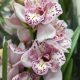 Cymbidium 'Magic Vogel' - Csonakorchidea  (nagyvirágú 2-3 ágas)