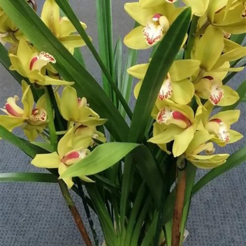 Cymbidium 'Magic Vogel' - Csonakorchidea  (nagyvirágú 2-3 ágas)