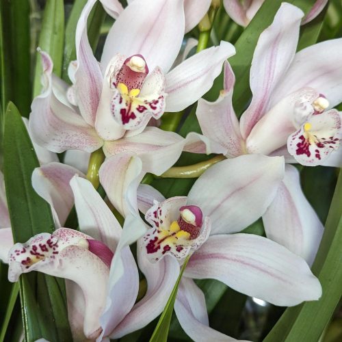 Cymbidium 'Magic Vogel' - Csonakorchidea  (nagyvirágú 2-3 ágas)