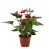 Anthurium 'Colorado' - Flamingóvirág