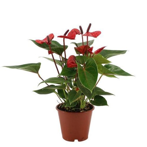 Anthurium 'Colorado' - Flamingóvirág
