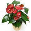 Anthurium Mix - Flamingóvirág