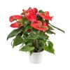 Anthurium 'Nevada' - Flamingóvirág
