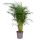 Areca - Aranypálma
