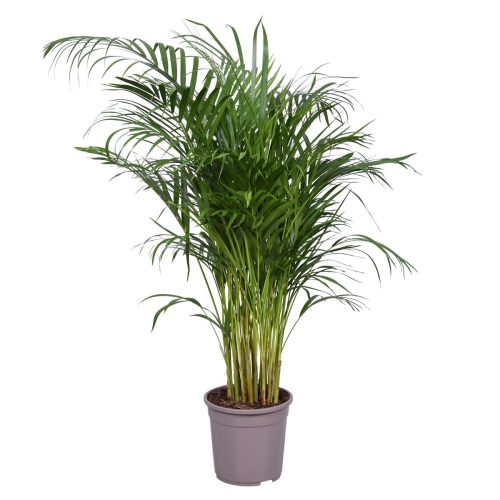 Areca - Aranypálma