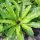 Asplenium 'Osaka'  - Madárfészekpáfrány