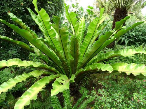 Asplenium 'Osaka'  - Madárfészekpáfrány