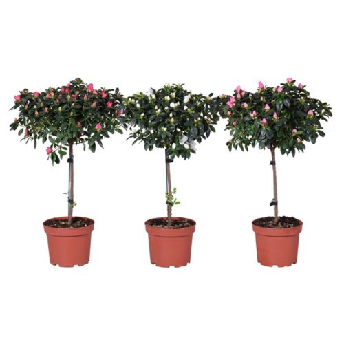 Azalea törzses
