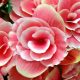 Begonia Borias - Begónia
