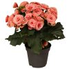 Begonia Borias - Begónia