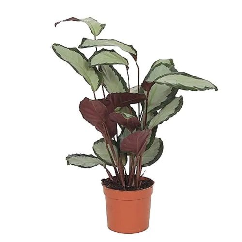 Calathea Pictus Argentea  - Zebralevél