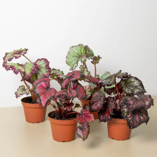 Begonia Rex mix - Királybegónia