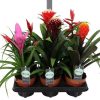 Bromelia midi mix - Bromélia