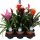 Bromelia midi mix - Bromélia