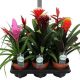 Bromelia midi mix - Bromélia