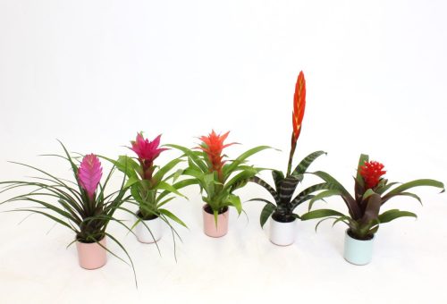 Bromelia midi mix - Bromélia