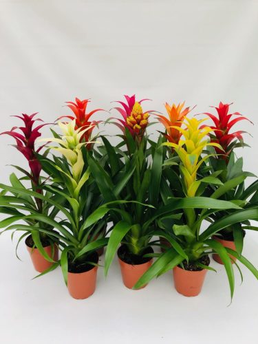 Bromelia mix   Guzmania Compact - Bromélia