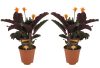 Calathea Crocata - Sáfrányos zebralevél