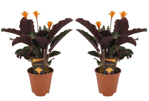 Calathea Crocata - Sáfrányos zebralevél
