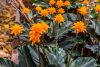 Calathea Crocata - Sáfrányos zebralevél
