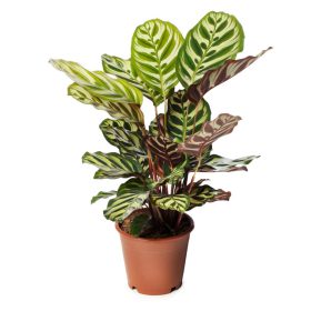  Calathea Ornata/Macoyana - Kolumbiasi kosármarante (Zebralevél)