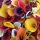 Calla mix - Kála