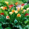 Calla mix - Kála