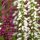 Calluna Twin - Csarab