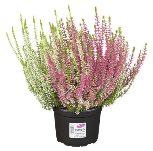 Calluna Twin - Csarab