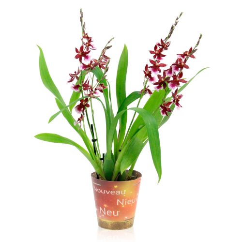 Cambria 'Barocco Red' - Orchidea