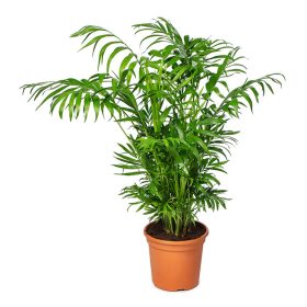 Chamaedora Elegans  -  Bambuszpálma