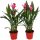 Curcuma - Kurkuma