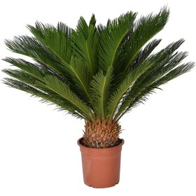 Cycas revoluta - Cikász pálma (Japán cikász)