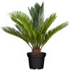 Cycas revoluta - Cikász pálma (Japán cikász)
