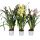 Cymbidium mix - Csónakorchidea