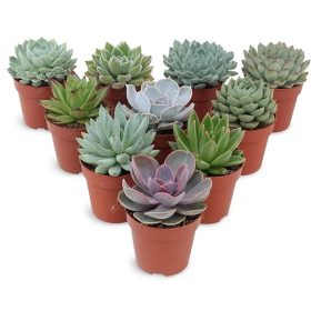 Echeveria midi mix - Amerikai kövirózsa