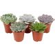 Echeveria mini mix - Amerikai kövirózsa